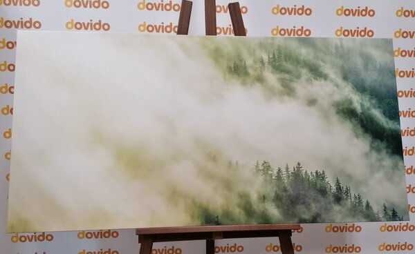 Kép erdő ködben