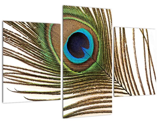 Pávatoll képe (90x60 cm)
