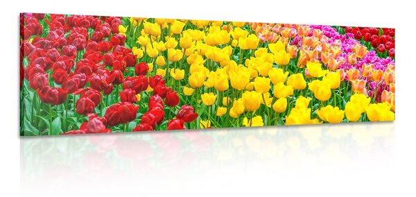 Kép tulipán kert