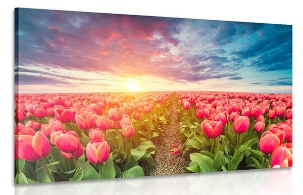 Kép napkelte tulipán rét felett