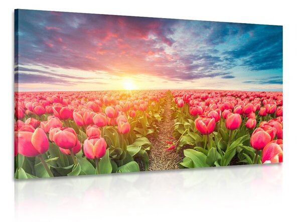 Kép napkelte tulipán rét felett