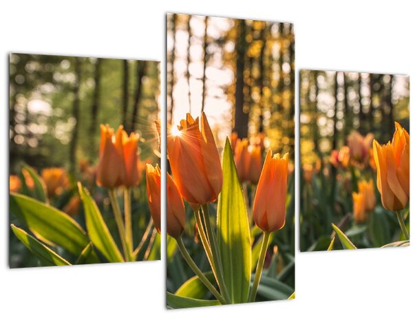 Narancssárga tulipán képe (90x60 cm)