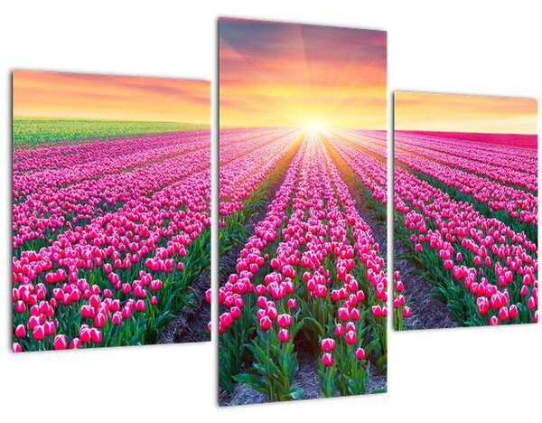 Tulipán mező és a nap képe (90x60 cm)