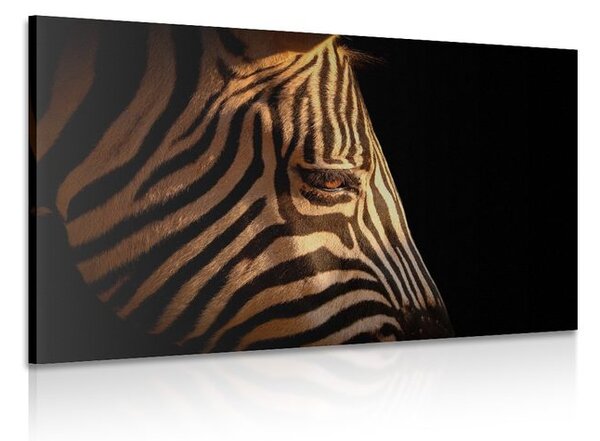 Kép zebra portré
