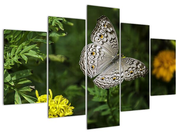 Kép - fehér pillangó (150x105 cm)