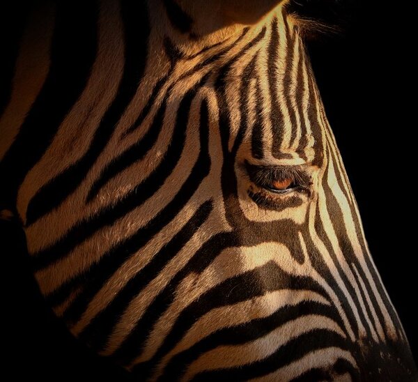 Kép zebra portré