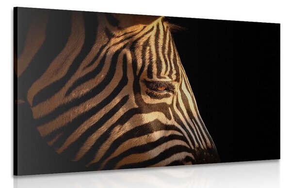Kép zebra portré