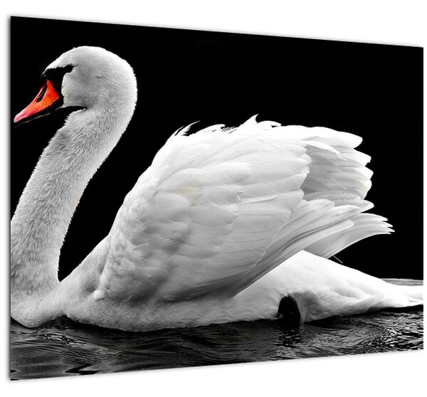Fekete-fehér hattyúk képe (70x50 cm)