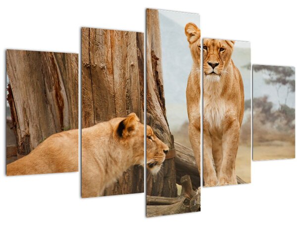 Kép - két oroszlán (150x105 cm)
