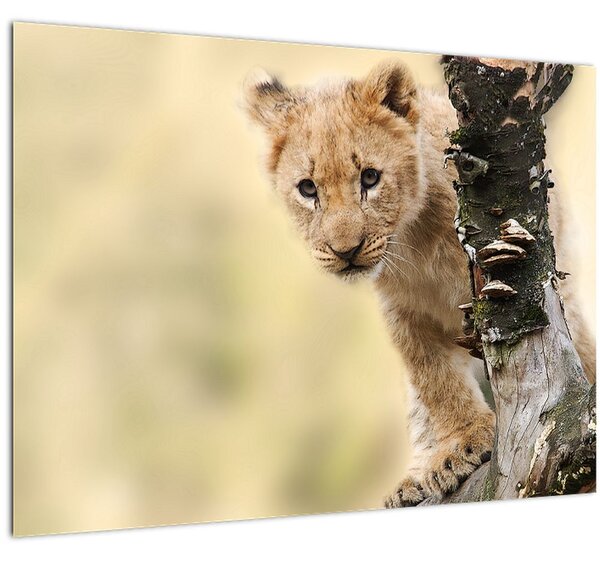 Egy oroszlán kölyök képe (70x50 cm)