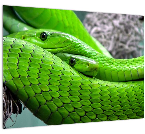 Zöld kígyók képe (70x50 cm)