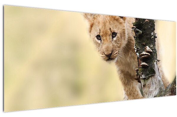 Egy oroszlán kölyök képe (120x50 cm)