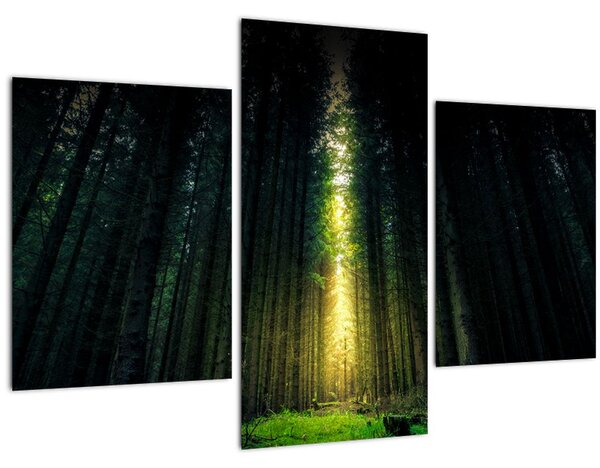 Sötét erdő képe (90x60 cm)