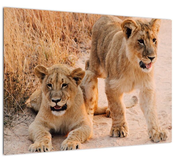 Egy oroszlán képe (70x50 cm)