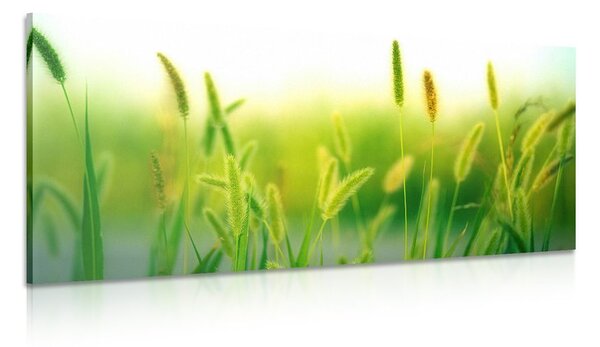 Kép fű