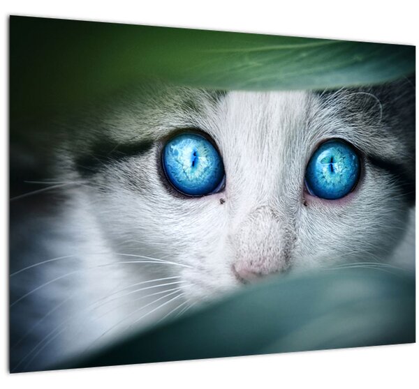 Macska képe (70x50 cm)