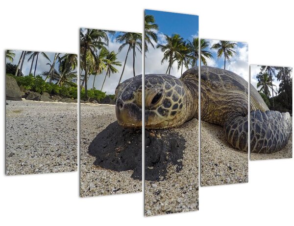 A teknős képe (150x105 cm)