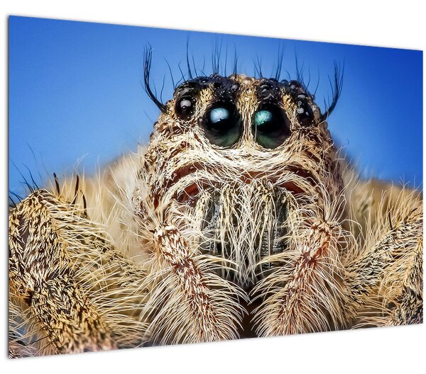 A pók részletének képe (90x60 cm)