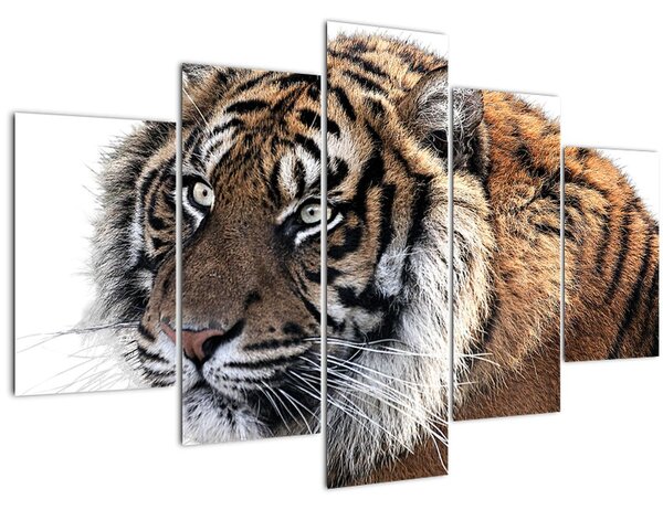 Tigris képe (150x105 cm)
