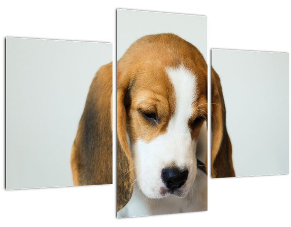 Beagle képe (90x60 cm)