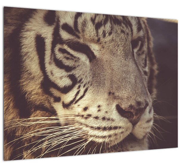 Tigris képe (70x50 cm)