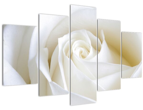 Egy fehér rózsa képe (150x105 cm)