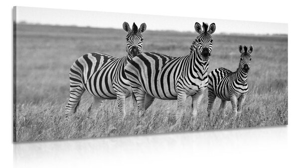 Kép három zebra szavannában