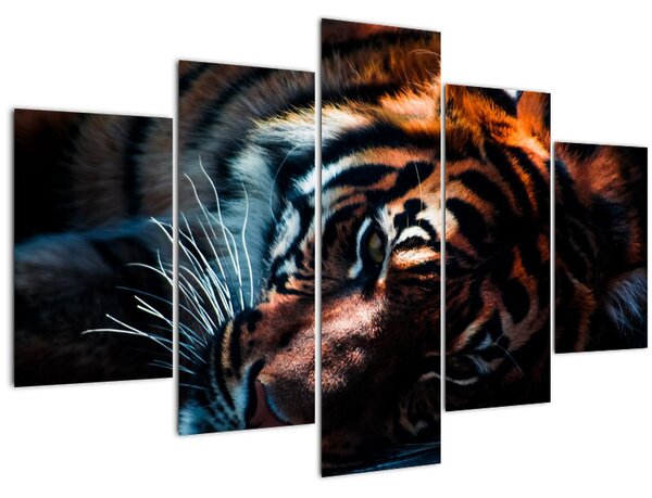 Egy fekvő tigris képe (150x105 cm)