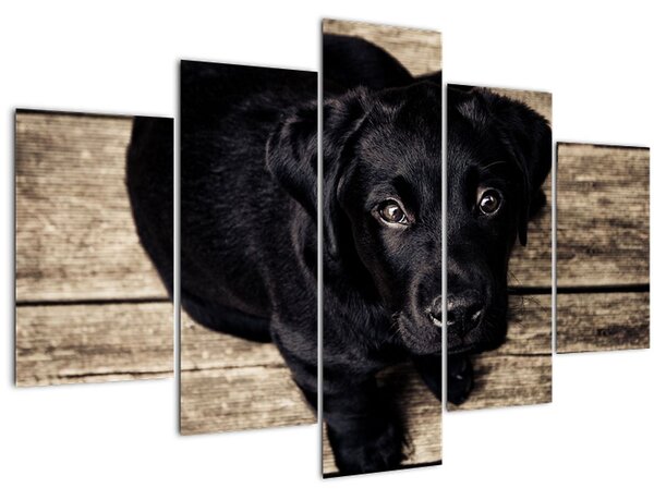 Egy fekete kiskutya képe (150x105 cm)
