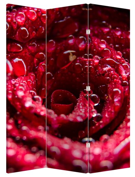 Paraván - Vörös rózsa virágzata (126x170 cm)