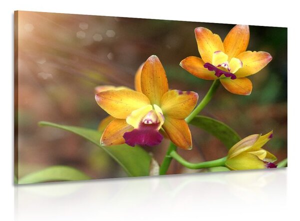 Kép narancssárga orchidea