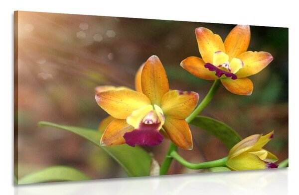 Kép narancssárga orchidea