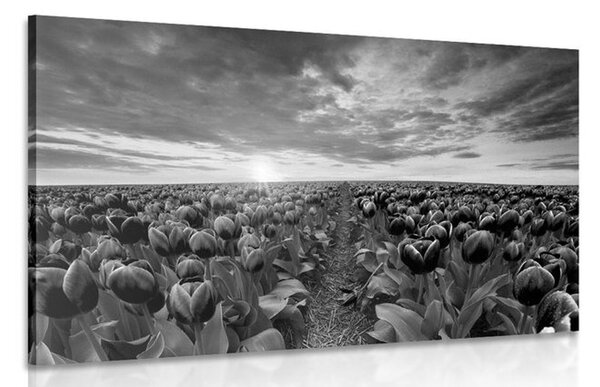 Kép napkelte tulipíán rét felett fekete fehérben