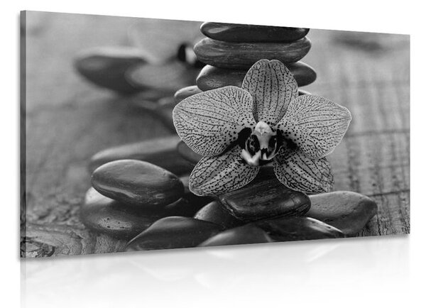 Kép orchidea és zen kövekl fekete fehérben