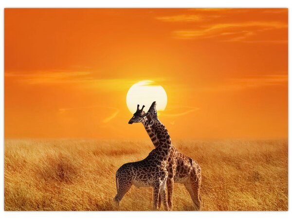 Kép - Zsiráfok a Serengeti Nemzeti Parkban (70x50 cm)