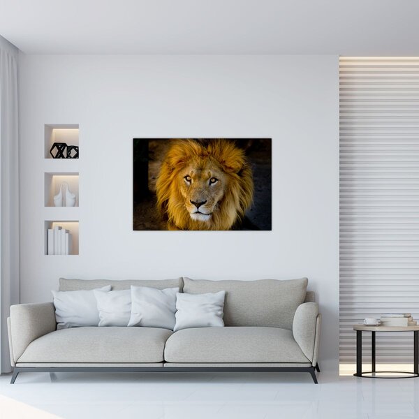 Kép - Egy oroszlán portréja (90x60 cm)