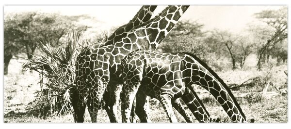 Kép - Zsiráfok, vintage (120x50 cm)