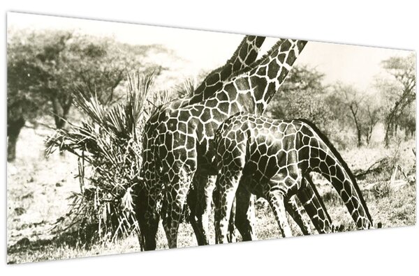 Kép - Zsiráfok, vintage (120x50 cm)