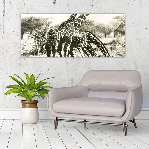 Kép - Zsiráfok, vintage (120x50 cm)