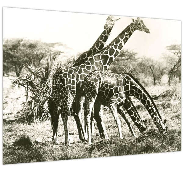 Kép - Zsiráfok, vintage (70x50 cm)