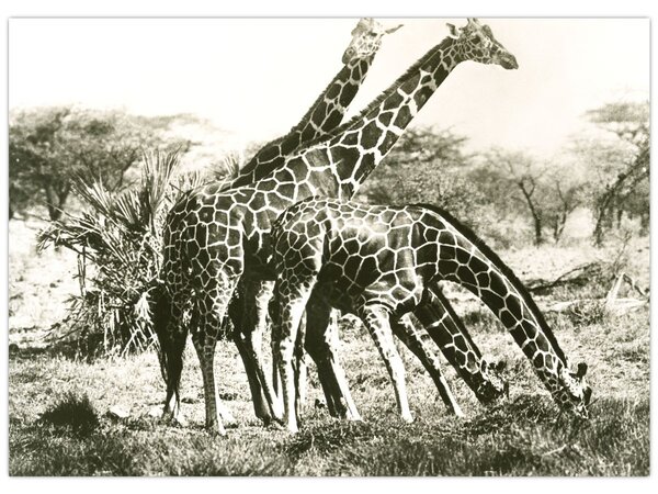 Kép - Zsiráfok, vintage (70x50 cm)