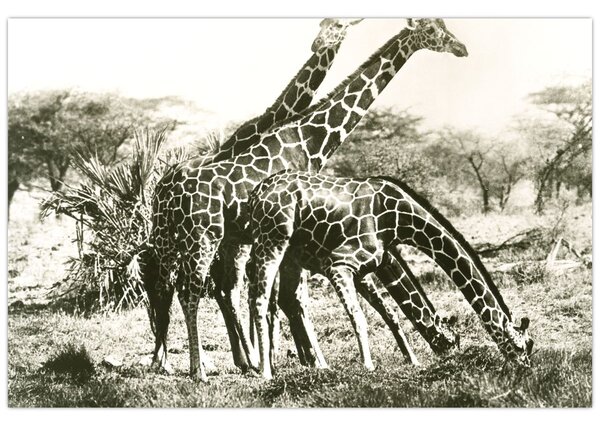 Kép - Zsiráfok, vintage (90x60 cm)