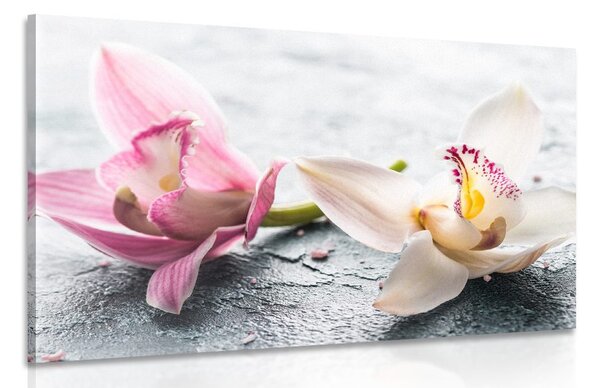 Kép két színes orchidea virág