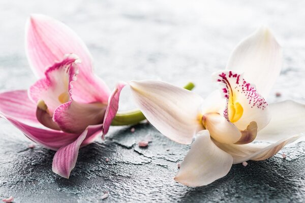 Kép két színes orchidea virág
