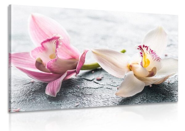 Kép két színes orchidea virág
