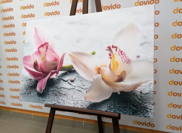 Kép két színes orchidea virág
