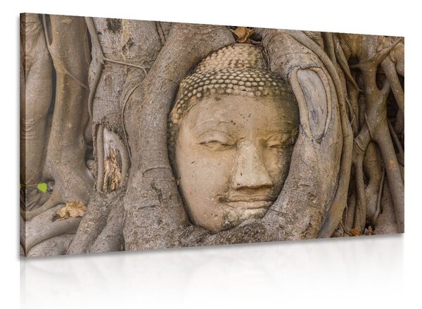 Kép Buddha szent fügefája