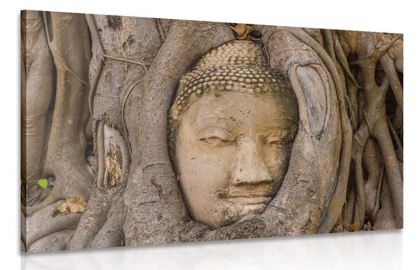 Kép Buddha szent fügefája