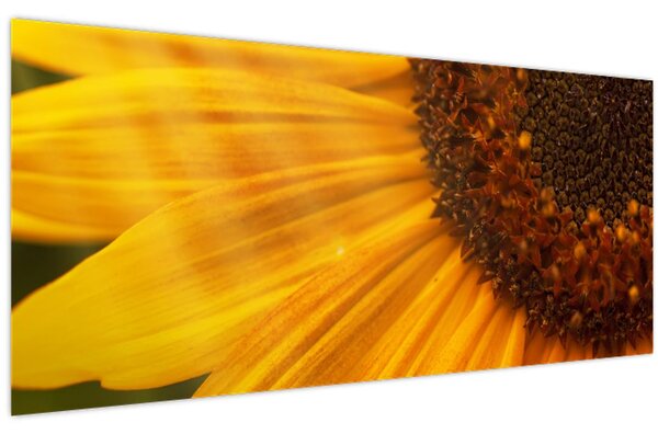 Kép - Napraforgók (120x50 cm)
