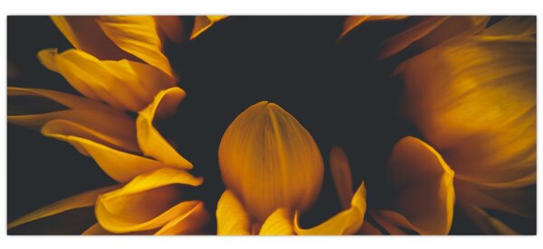 Kép - Napraforgó fekete háttérben (120x50 cm)
